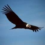 Giant Condor Colca Canyon, Peruvian Wildlife, 