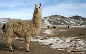 Alpca, Peruvian Wildlife, Peruvian Camels