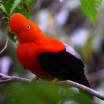 Peru Bird - Cock of the Rock