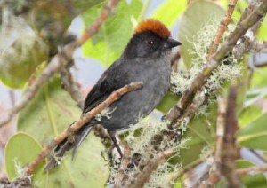 Machu Picchu Birds
