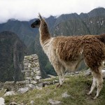 Llama, Peruvian Wildlife, Peruvian Camels
