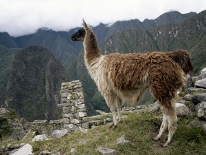 Llama, Peruvian Wildlife, Peruvian Camels