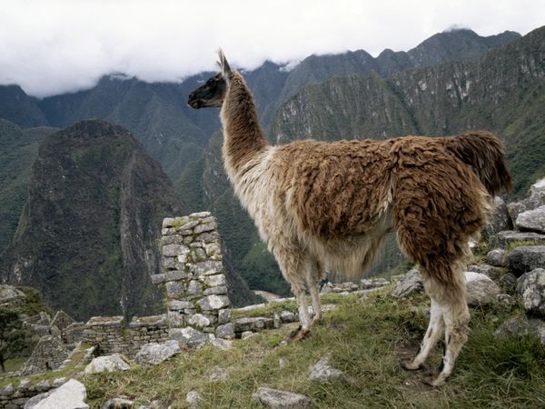 Peru Camels - The Only Peru Guide