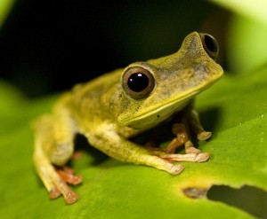 Peruvian Amazon Jungle Toad
