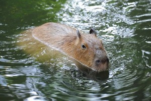 Capibara in river