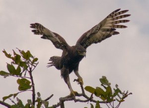 Tambopata National Park, Peru - Crested Eagle