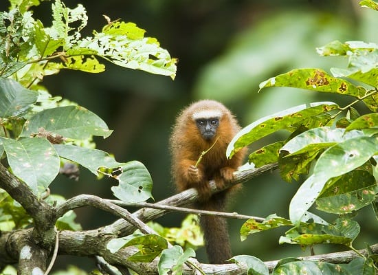 Dusky Titi Monkey in the Jungle