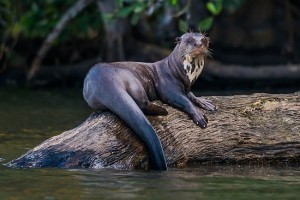 Giant Otter sat on a log
