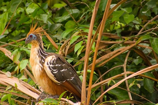 Hoatzin in the Jungle