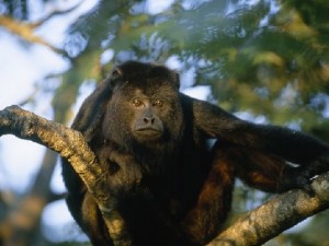 Manu Jungle - Howler Monkey