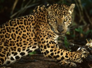 Manu National Park - Jaguar