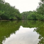 Mangroves National Sanctuary, Tumbes - Peru.