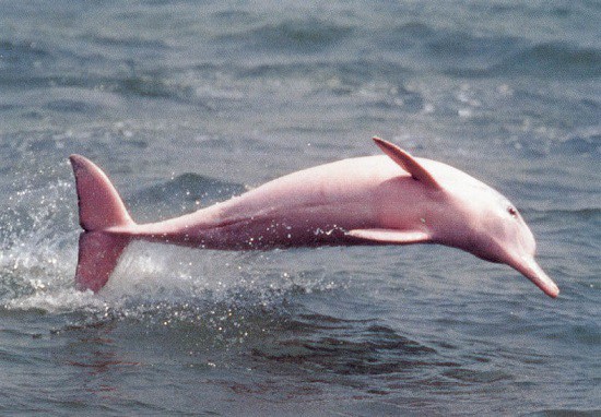 Pink Dolphn Pacaya Samiria National Reserve