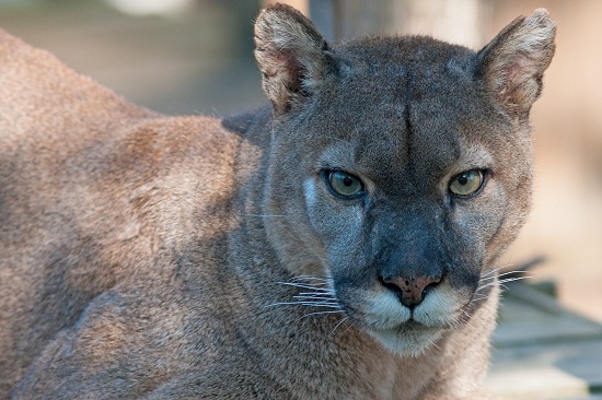 Puma in the wild