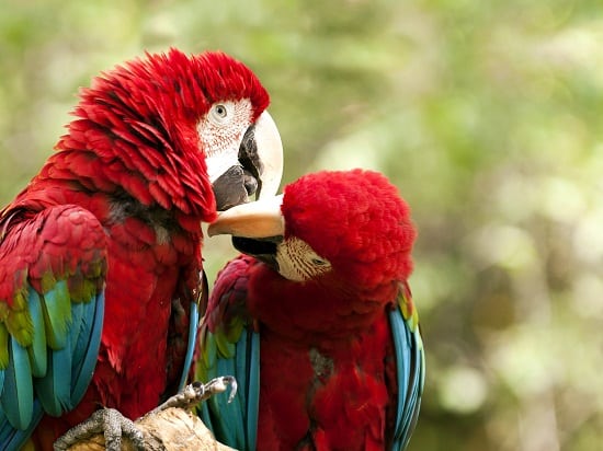 Red and Green Macaw kissing