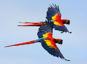 Tambopata National Park - Scarlet Macaw