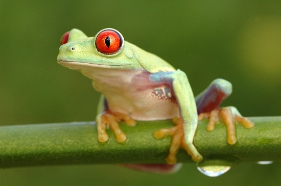 Green Frog in tree