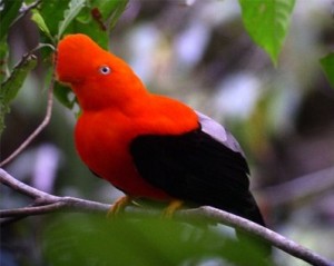 Cock of the Rock - Native andean Bird