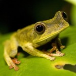 Amazon jungle Frog