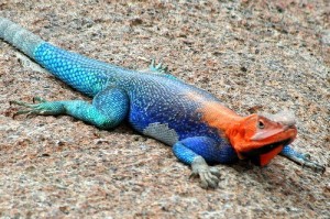 Galapagos Lizard