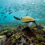 Galapagos beneath the sea