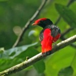 Black-necked Red Cotinga