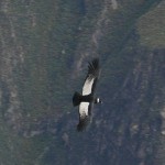 Giant Condor at Condor Cross in the Colca Canyon