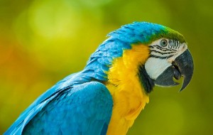 Macaw in the Amazon Jungle, Yellow and Blue Macaw