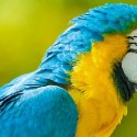 Yellow and Blue colored Macaw