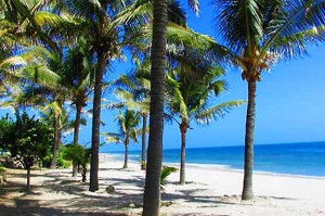 Palm trees on white sand beach, Mancora Beach, Northern Peru