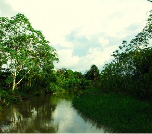 View of River in Amazon Jungle