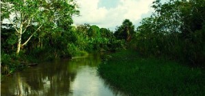 Amazon River, Green Trees, Water, Iquitos Peru
