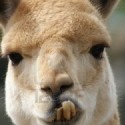 Face of Llama