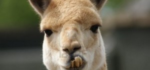 Face of Llama