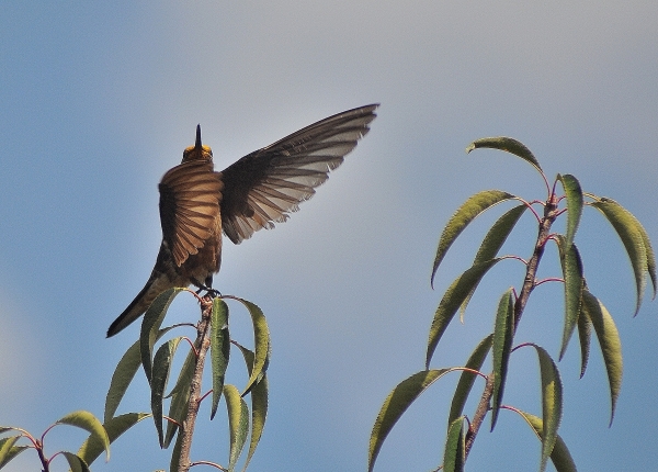 Humming birds abound in Ollantaytambo in teh Sacred Valley, Peru