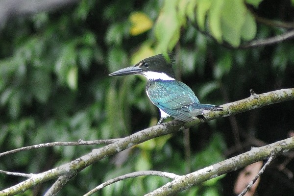 Amazonian kingfisher at Inkaterra's Hacienda Concepcion near Puerto Maldonado, Peru