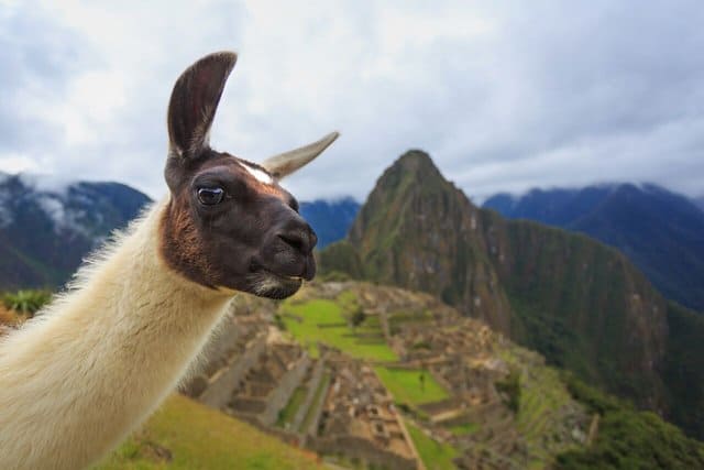 Alpaca vs Llama: What Are The Differences - The Only Peru ...
