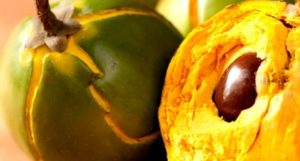 Peruvian Fruits - Lucuma fruit