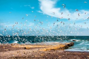 group of birds flying over Paracas Peru bay