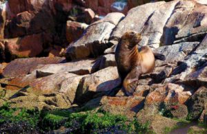 gracious sea lion on a rocky island