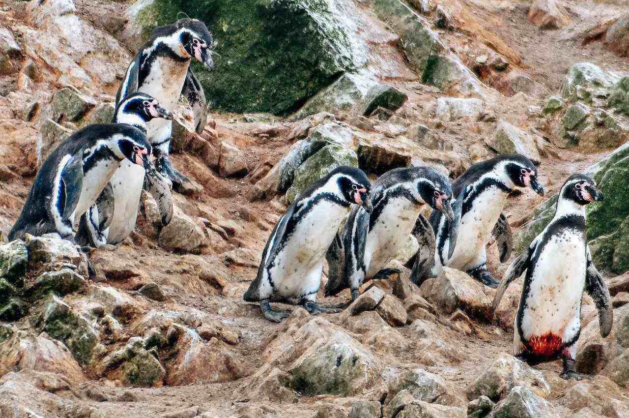 penguins walking in a group on a island. Paracas tours