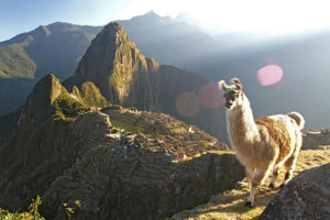 llama at machu picchu watching the sun rise