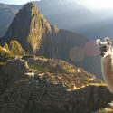 llama at machu picchu watching the sun rise